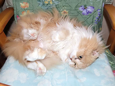 �肢�@���[���Ӓ�@�~�[�R