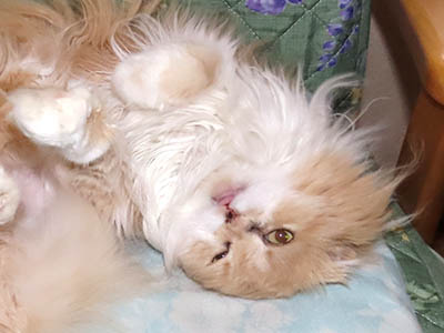 �肢�@���[���Ӓ�@�~�[�R