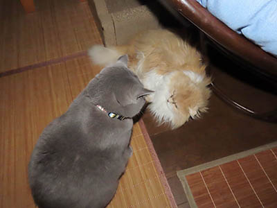 �肢�@���[���Ӓ�@�~�[�R