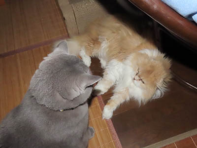 �肢�@���[���Ӓ�@�~�[�R