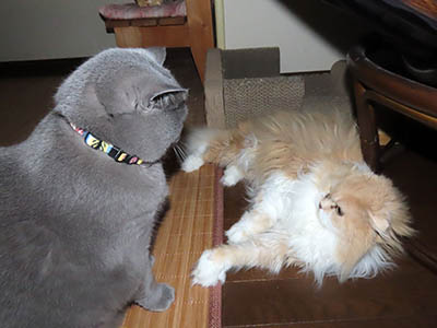 �肢�@���[���Ӓ�@�~�[�R