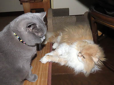 �肢�@���[���Ӓ�@�~�[�R