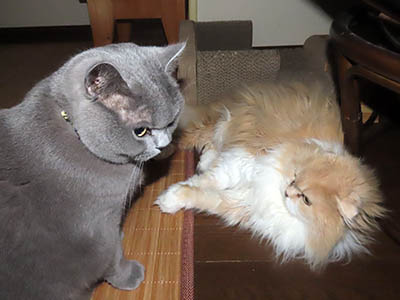 �肢�@���[���Ӓ�@�~�[�R