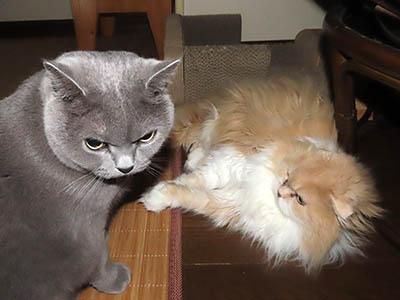 �肢�@���[���Ӓ�@�~�[�R