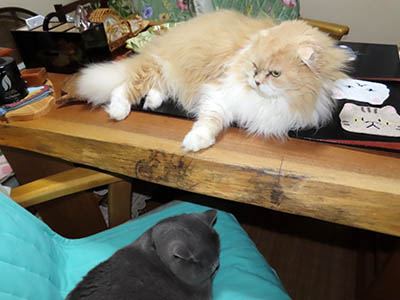 �肢�@���[���Ӓ�@�~�[�R