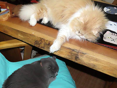 �肢�@���[���Ӓ�@�~�[�R