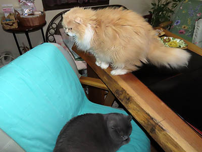 �肢�@���[���Ӓ�@�~�[�R