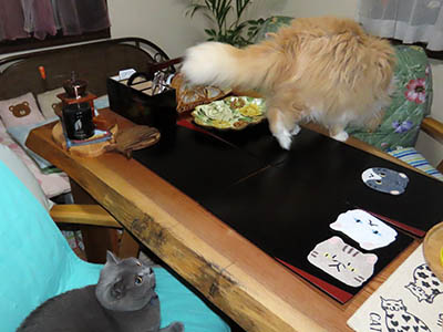 �肢�@���[���Ӓ�@�~�[�R