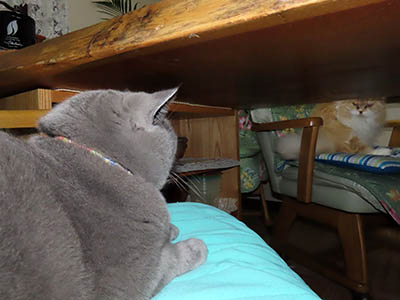 �肢�@���[���Ӓ�@�~�[�R