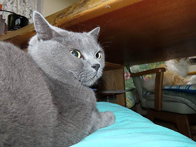 �肢�@���[���Ӓ�@�~�[�R