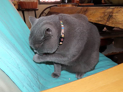 �肢�@���[���Ӓ�@�~�[�R