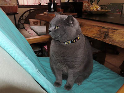 �肢�@���[���Ӓ�@�~�[�R