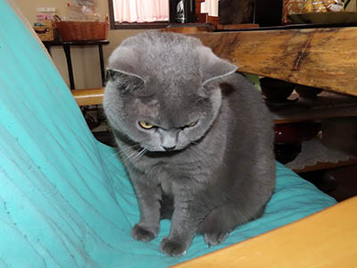 �肢�@���[���Ӓ�@�~�[�R