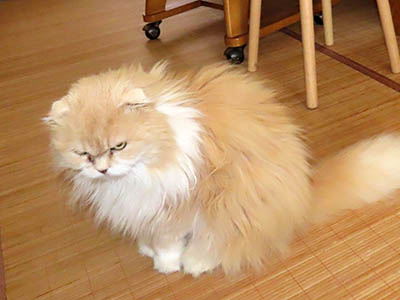 �肢�@���[���Ӓ�@�~�[�R