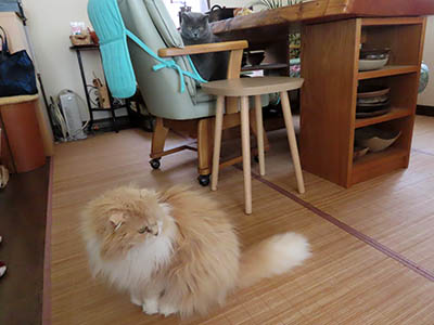 �肢�@���[���Ӓ�@�~�[�R