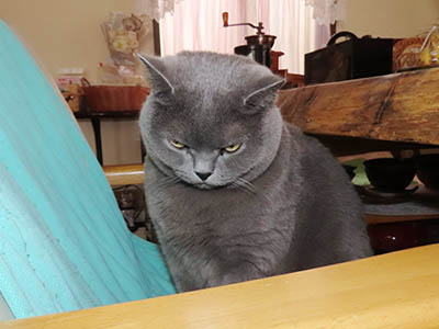 �肢�@���[���Ӓ�@�~�[�R