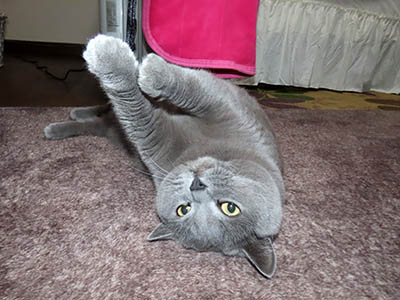 �肢�@���[���Ӓ�@�~�[�R