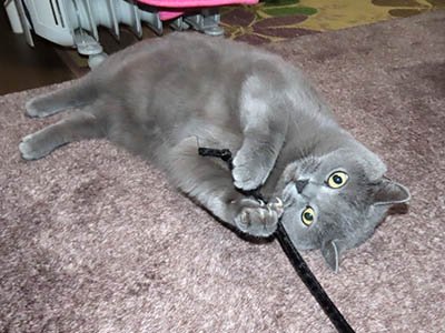 �肢�@���[���Ӓ�@�~�[�R