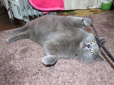 �肢�@���[���Ӓ�@�~�[�R