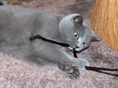 �肢�@���[���Ӓ�@�~�[�R