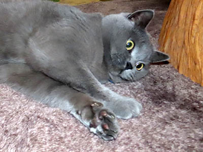 �肢�@���[���Ӓ�@�~�[�R