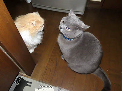 �肢�@���[���Ӓ�@�~�[�R