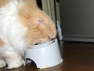 �肢�@���[���Ӓ�@�~�[�R