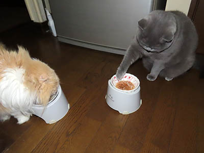 �肢�@���[���Ӓ�@�~�[�R