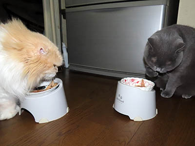 �肢�@���[���Ӓ�@�~�[�R