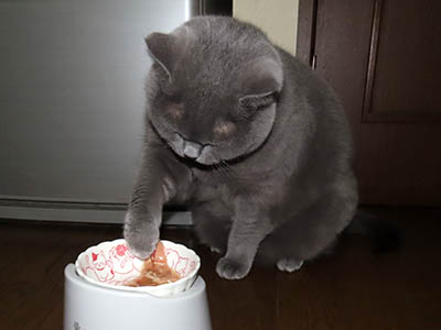 �肢�@���[���Ӓ�@�~�[�R