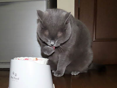 �肢�@���[���Ӓ�@�~�[�R