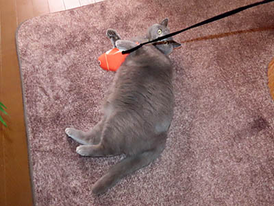 �肢�@���[���Ӓ�@�~�[�R