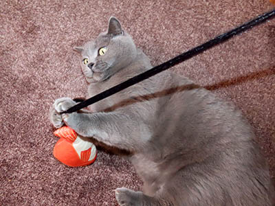 �肢�@���[���Ӓ�@�~�[�R