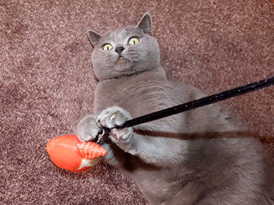 �肢�@���[���Ӓ�@�~�[�R