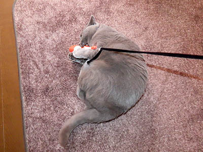 �肢�@���[���Ӓ�@�~�[�R