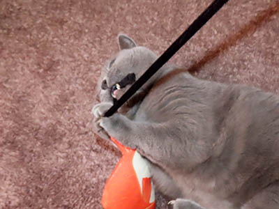 �肢�@���[���Ӓ�@�~�[�R