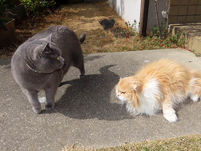 �肢�@���[���Ӓ�@�~�[�R