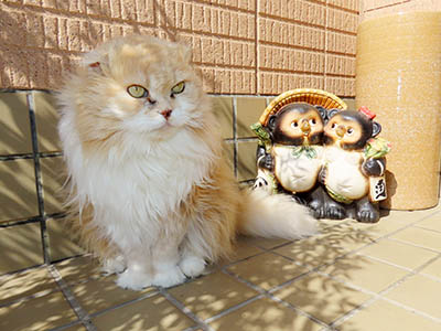 �肢�@���[���Ӓ�@�~�[�R