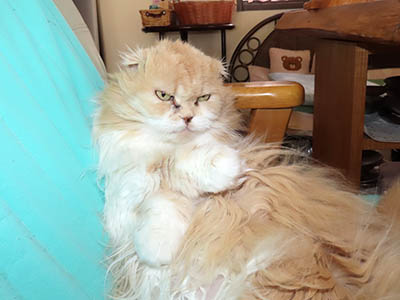 �肢�@���[���Ӓ�@�~�[�R