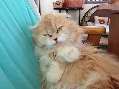 �肢�@���[���Ӓ�@�~�[�R