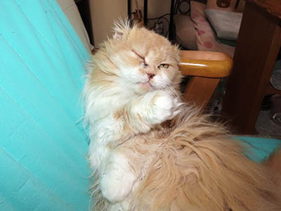 �肢�@���[���Ӓ�@�~�[�R