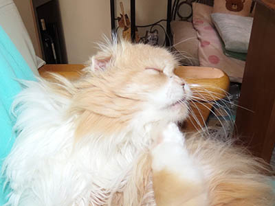 �肢�@���[���Ӓ�@�~�[�R