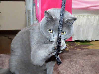 �肢�@���[���Ӓ�@�~�[�R