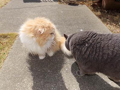 �肢�@���[���Ӓ�@�~�[�R