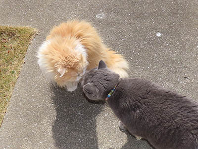 �肢�@���[���Ӓ�@�~�[�R