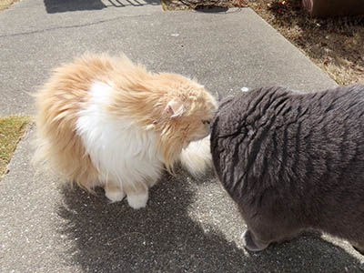 �肢�@���[���Ӓ�@�~�[�R