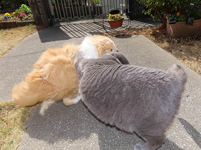 �肢�@���[���Ӓ�@�~�[�R