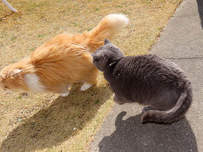 �肢�@���[���Ӓ�@�~�[�R