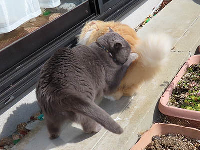 �肢�@���[���Ӓ�@�~�[�R