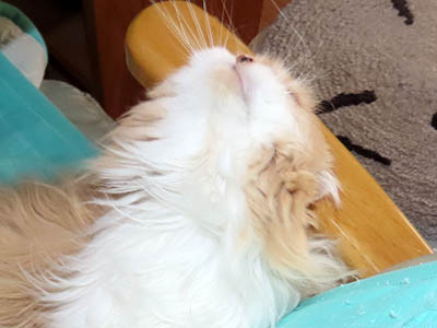 �肢�@���[���Ӓ�@�~�[�R